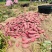 沙地板栗红薯产地直发全国发货，老板热情，欢迎咨询