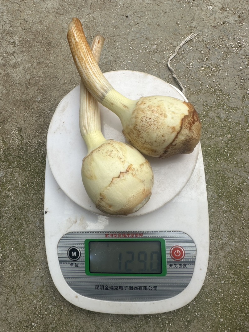 云南精品中号茨菇，慈姑，基地自产自销，低价好货，欢迎咨询