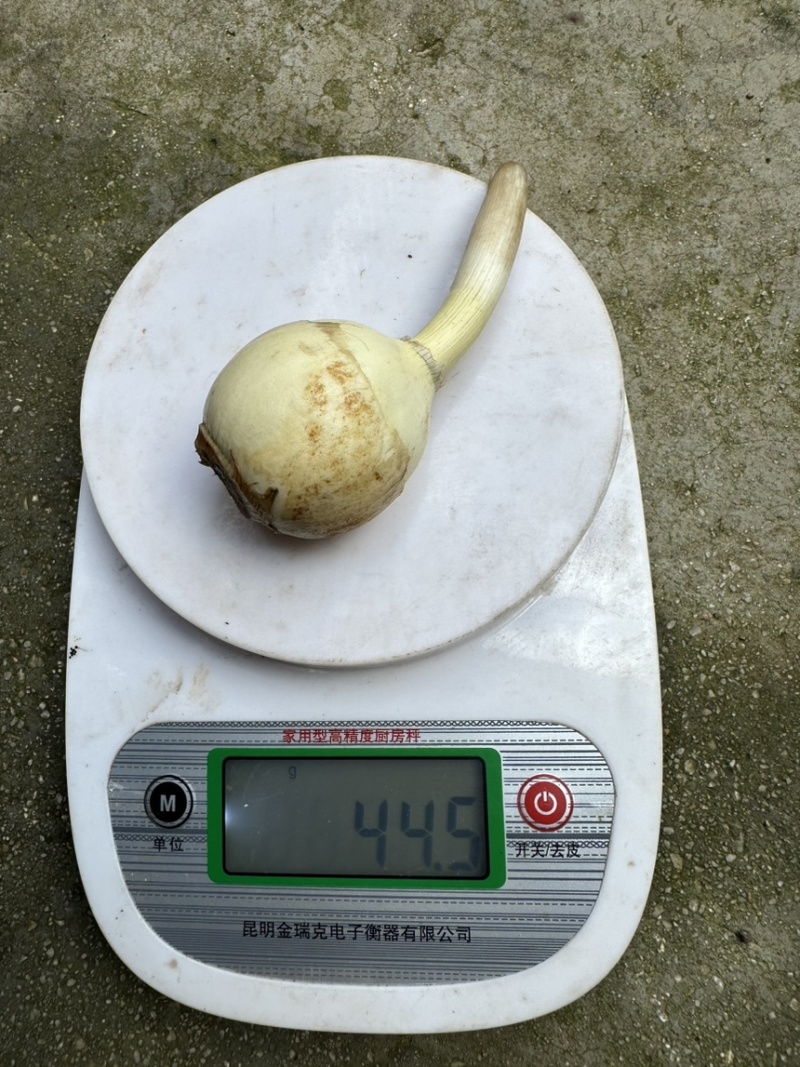 云南精品中号茨菇，慈姑，基地自产自销，低价好货，欢迎咨询
