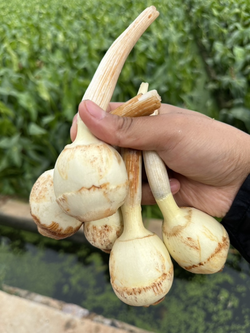 云南精品中号茨菇，慈姑，基地自产自销，低价好货，欢迎咨询