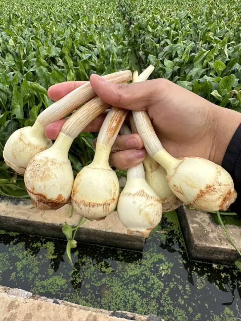 云南精品中号茨菇，慈姑，基地自产自销，低价好货，欢迎咨询