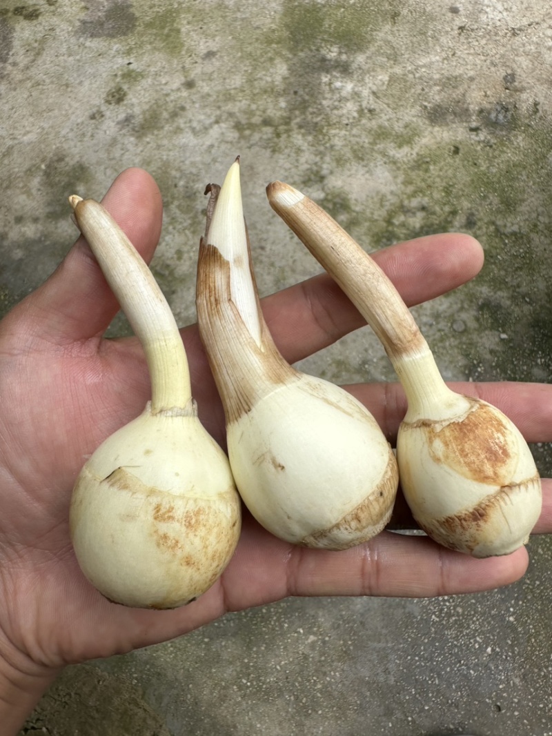 云南精品中号茨菇，慈姑，基地自产自销，低价好货，欢迎咨询