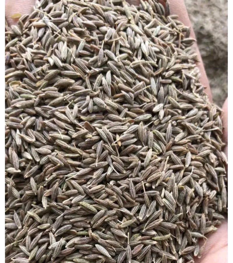【优质】新疆孜然颗粒饱满颜色翠绿干净无杂质