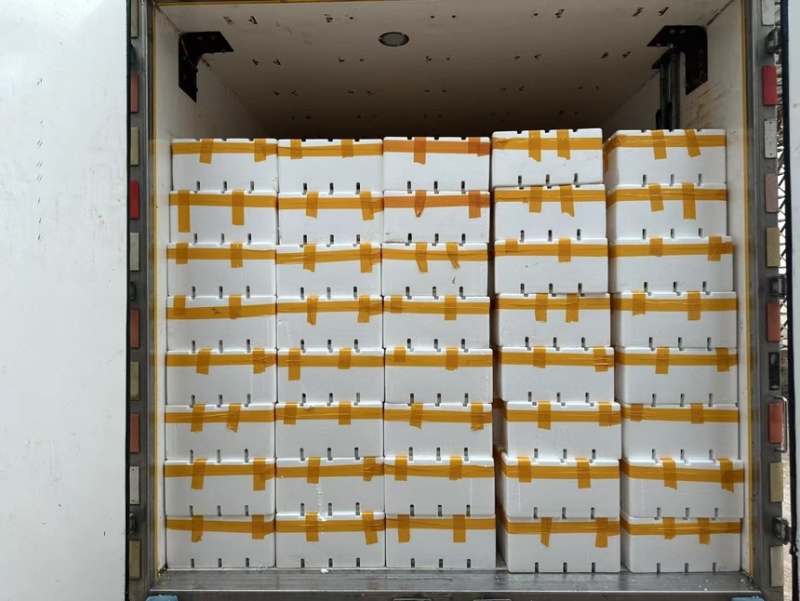云南精品中号茨菇，慈姑，基地自产自销，低价好货，欢迎咨询
