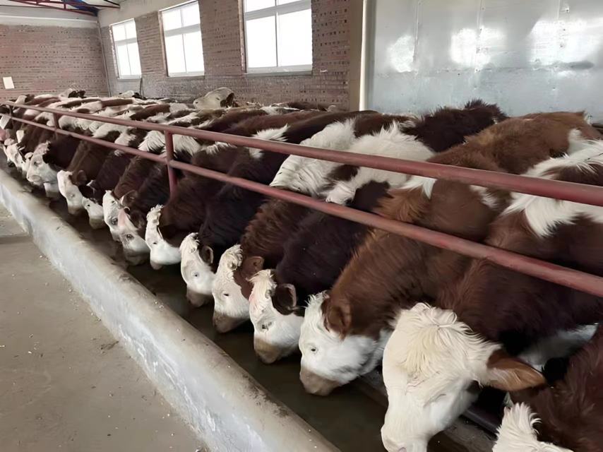 西门塔尔牛养殖场实景图