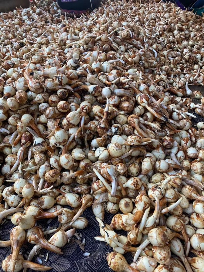 云南高原白肉茨菇，慈姑，500亩专业种植基地自产自销
