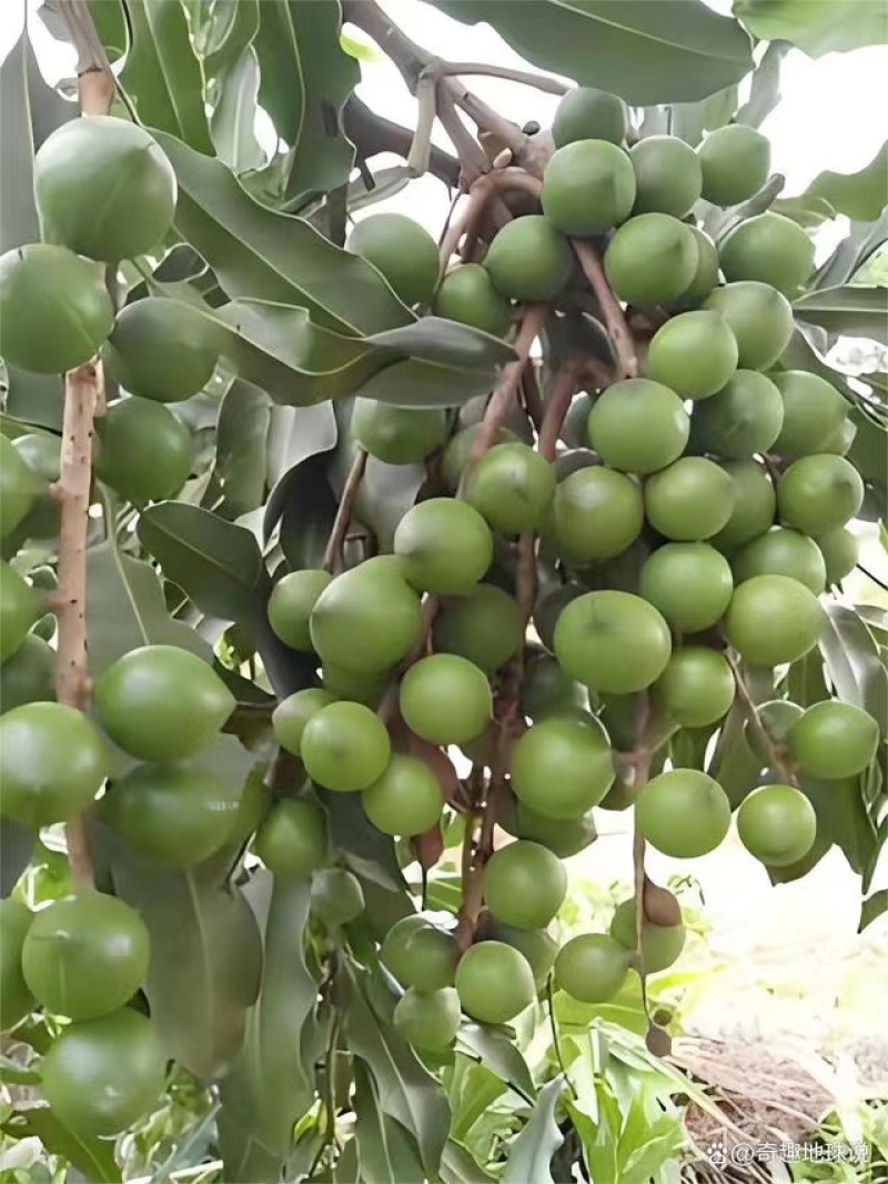 夏威夷果坚果休闲零食一件代发对接市场商超价格优惠欢迎咨询