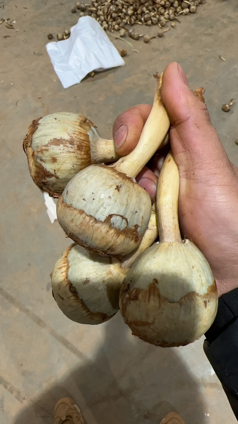 云南精品蓝茨菇，蓝慈姑，青皮慈姑，规格齐全，欢迎咨询