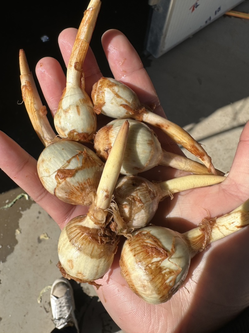 云南精品蓝茨菇，蓝慈姑，青皮慈姑，规格齐全，欢迎咨询