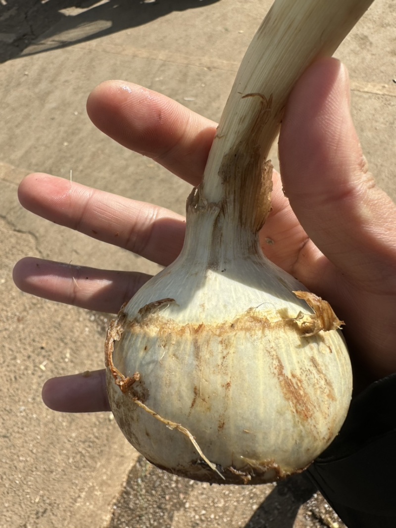 云南精品蓝茨菇，蓝慈姑，青皮慈姑，规格齐全，欢迎咨询