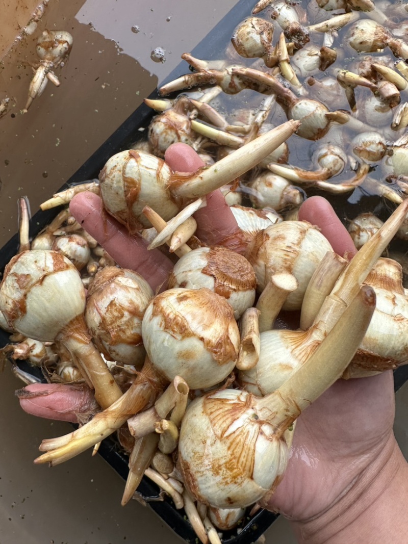 云南精品蓝茨菇，蓝慈姑，青皮慈姑，规格齐全，欢迎咨询