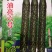 黄瓜种子，耐湿耐热抗病，抗高温，35度正常结瓜。
