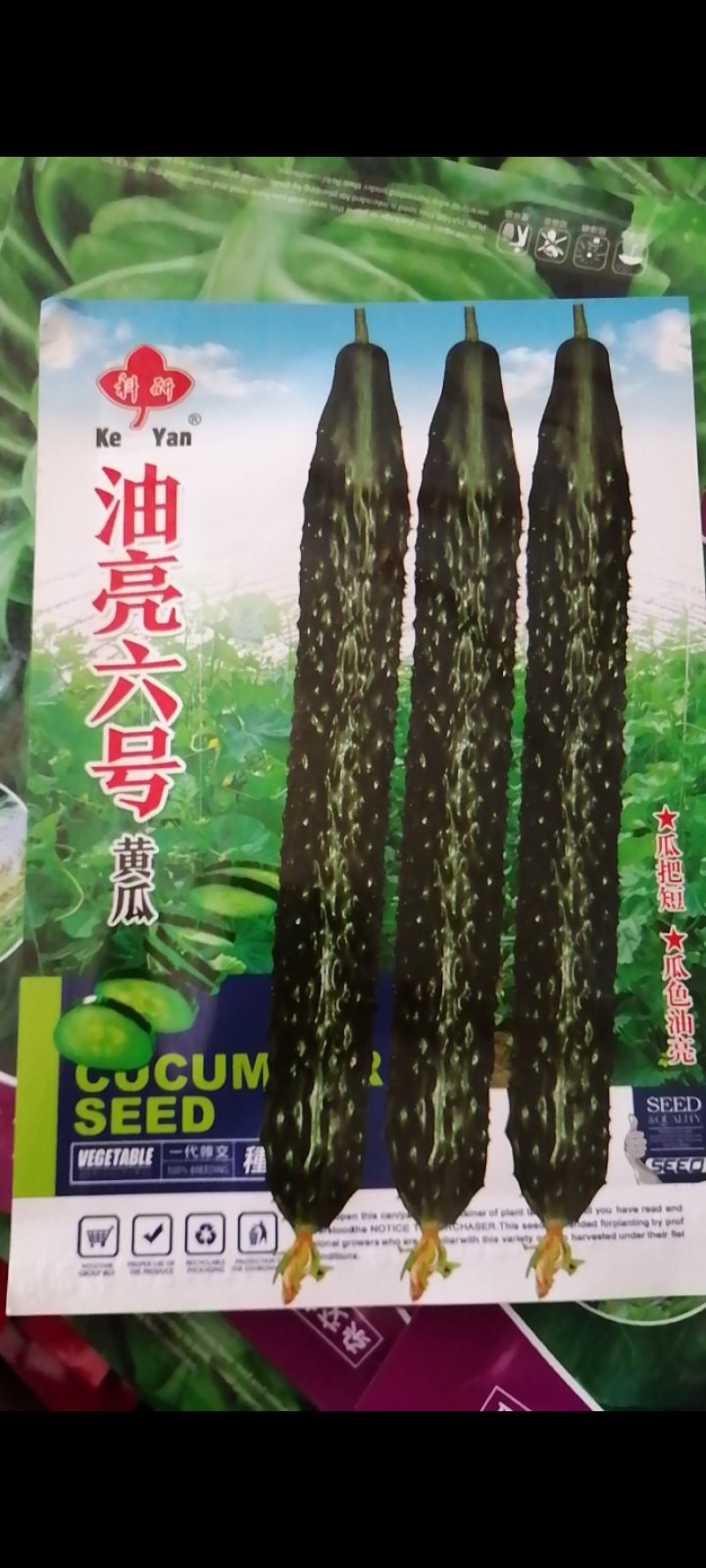 黄瓜种子，耐湿耐热抗病，抗高温，35度正常结瓜。