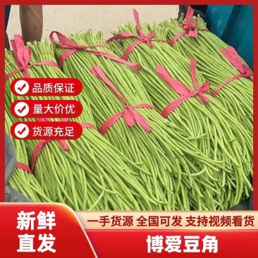 精品河南豆角长豆角青条豆角一手货源全国批发