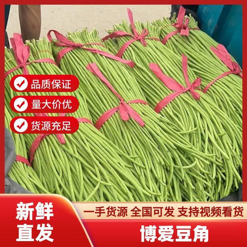 精品河南豆角长豆角青条豆角一手货源全国批发