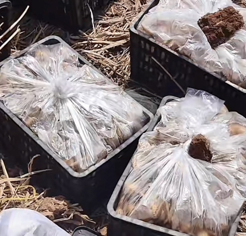 云南茨菇，慈姑，亩产5000到6000斤，可提供技术