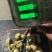 云南茨菇，慈姑，亩产5000到6000斤，可提供技术