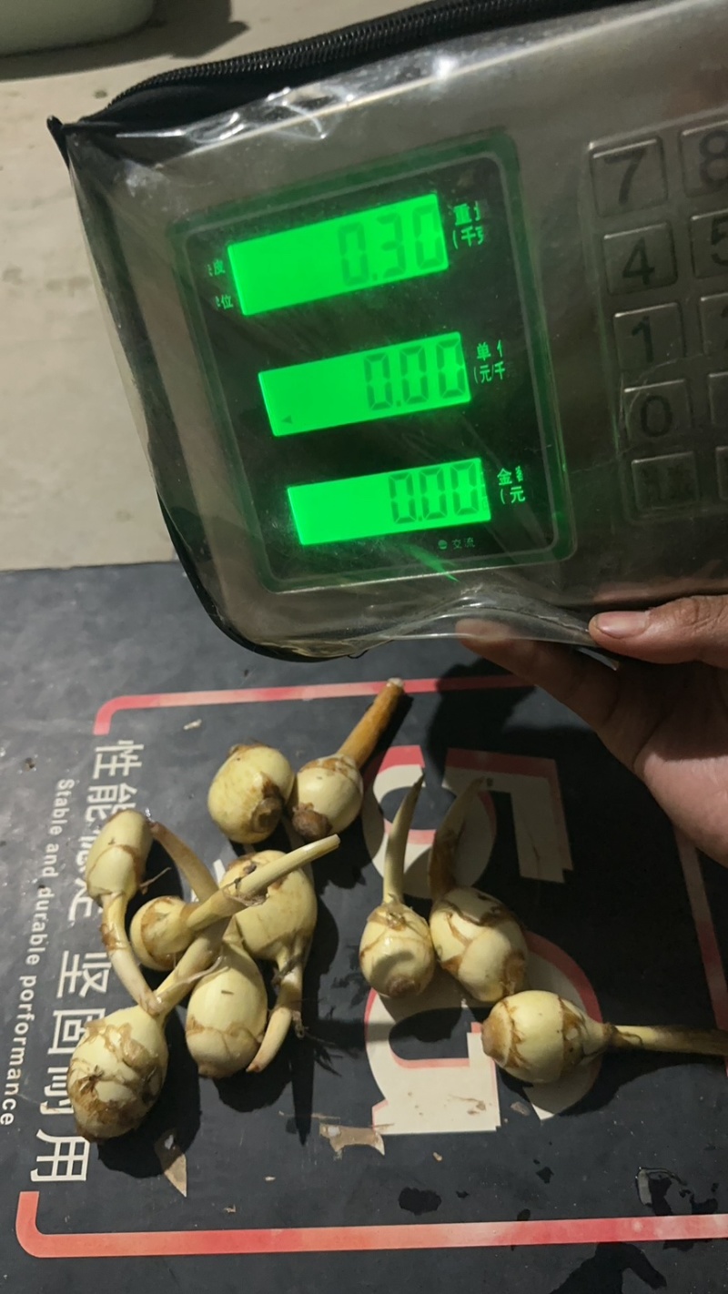 云南茨菇，慈姑，亩产5000到6000斤，可提供技术