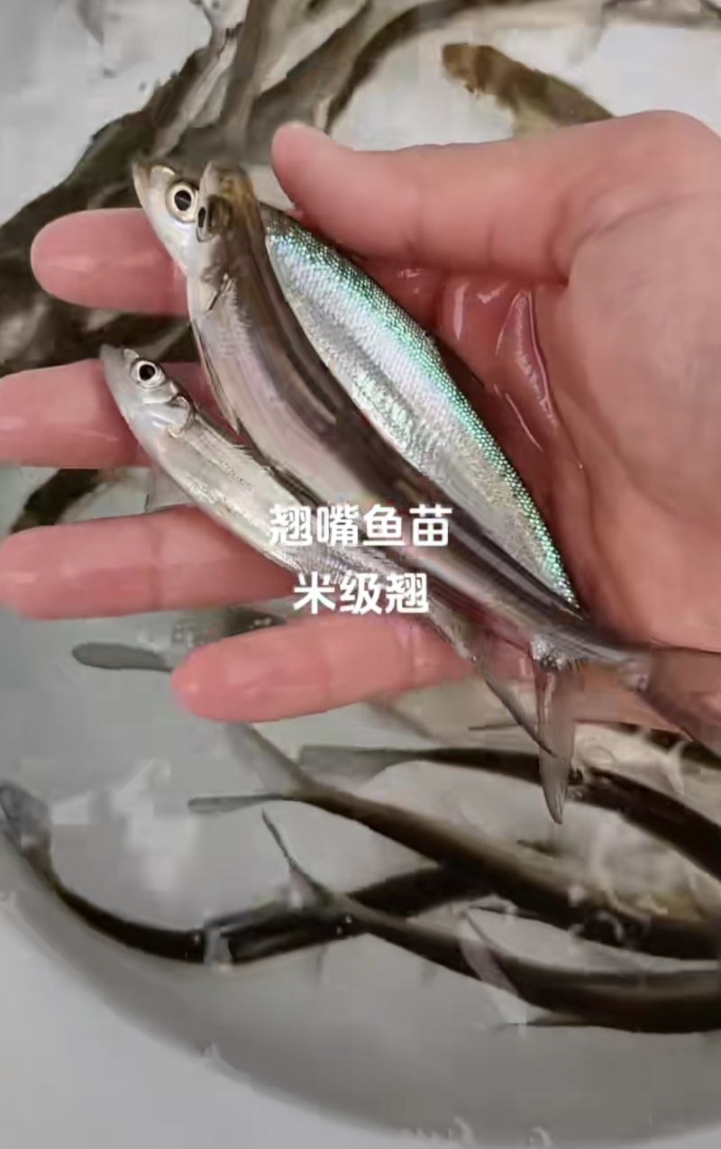 翘嘴白鱼苗米级翘嘴基地直销一手货源量大从优