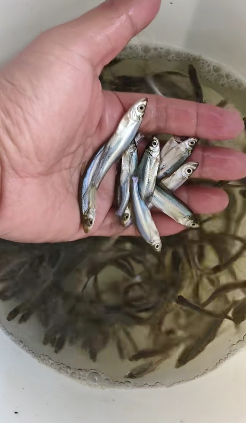 翘嘴白鱼苗米级翘嘴基地直销一手货源量大从优