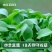 鸡毛菜叶片绿色椭圆叶面平滑生育期18一一20天。