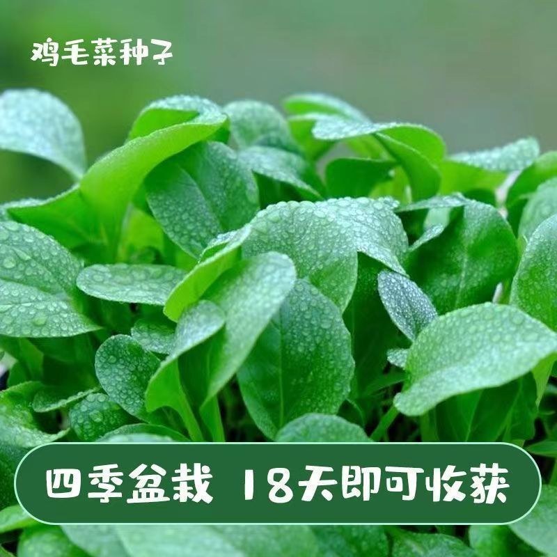 鸡毛菜叶片绿色椭圆叶面平滑生育期18一一20天。