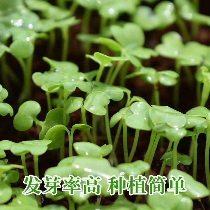 鸡毛菜叶片绿色椭圆叶面平滑生育期18一一20天。
