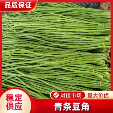 精品长豆角河南青条豆角电商市场食堂加工厂商超货