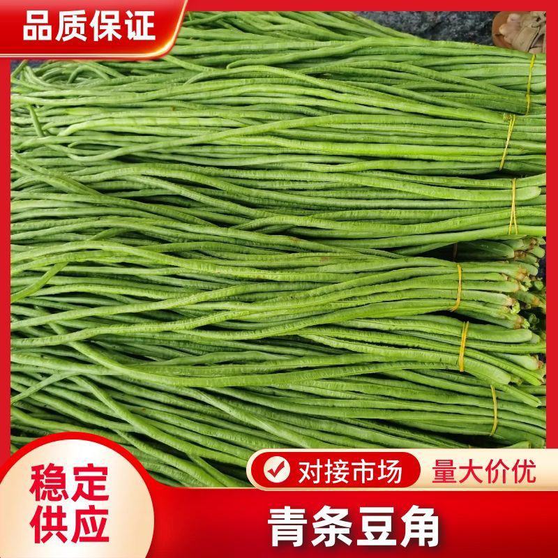 精品长豆角河南青条豆角电商市场食堂加工厂商超货