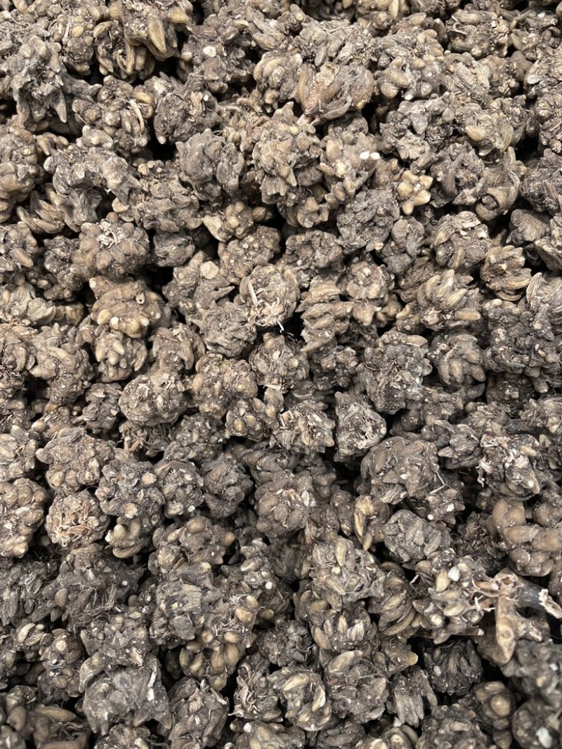 精品水洗猫爪草品质保证量大从优需要提前预定