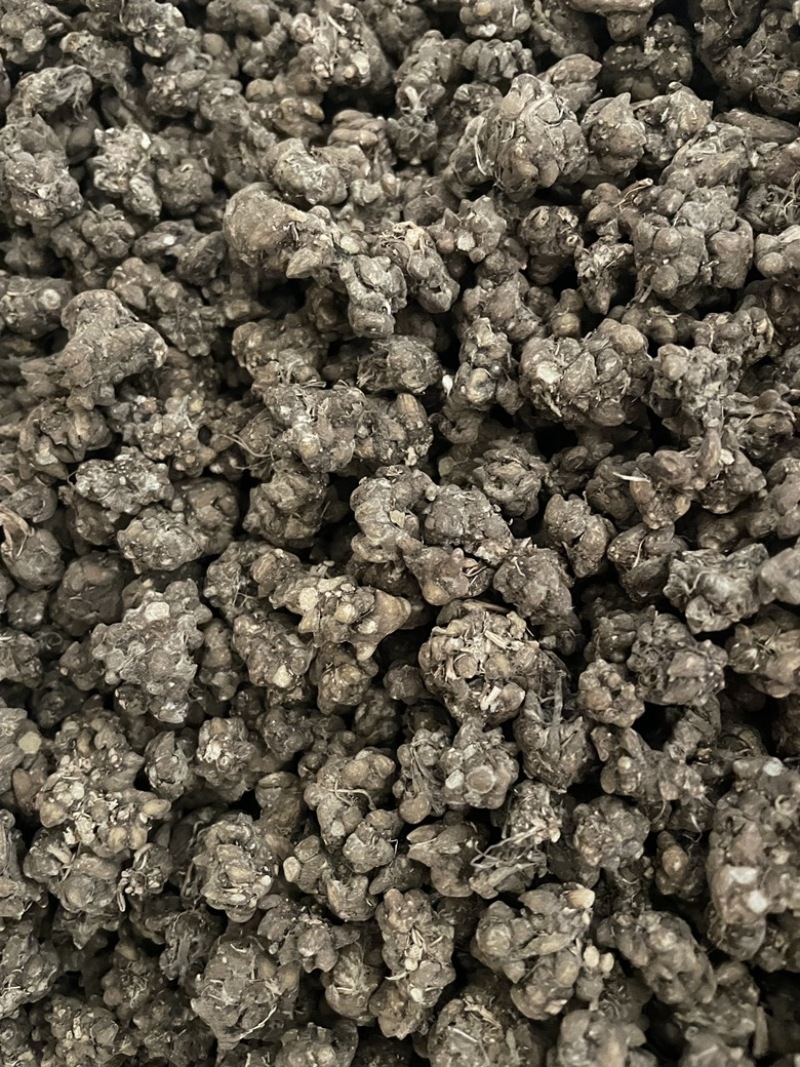 精品水洗猫爪草品质保证量大从优需要提前预定