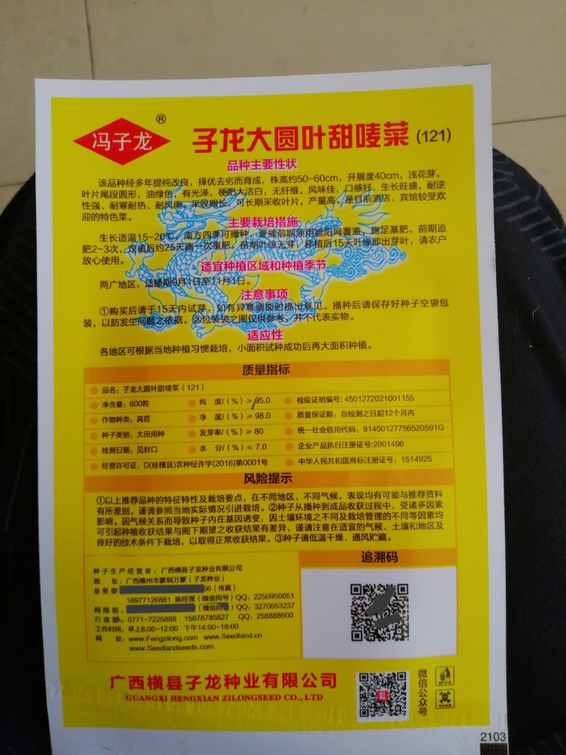 子龙大圆叶甜唛菜(121)盆栽庭院大棚