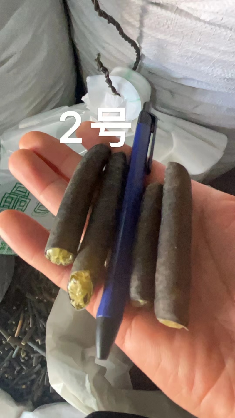 【优选】海笋一手资源产地直发量大从优