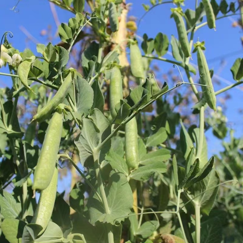 豌豆米青豌豆米长寿仁豌豆甜脆豌豆大量上市一件批发可提供