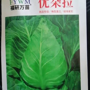 早熟露地越冬春甘篮叶色深绿蜡粉中等叶缘微翻肉质脆嫩味甘甜