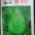 早熟露地越冬春甘篮叶色深绿蜡粉中等叶缘微翻肉质脆嫩味甘甜