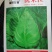 早熟露地越冬春甘篮叶色深绿蜡粉中等叶缘微翻肉质脆嫩味甘甜