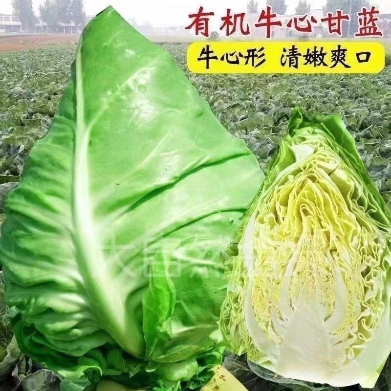 早熟露地越冬春甘篮叶色深绿蜡粉中等叶缘微翻肉质脆嫩味甘甜