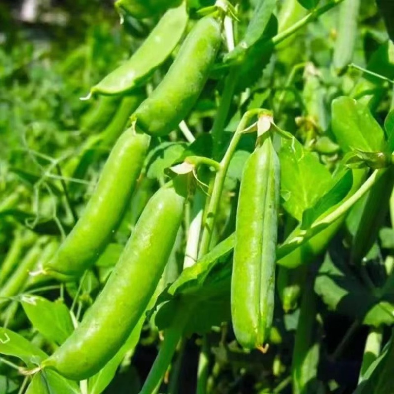 云南青豌豆甜豌豆长寿豌豆产地直供大量供应欢迎订购可提供