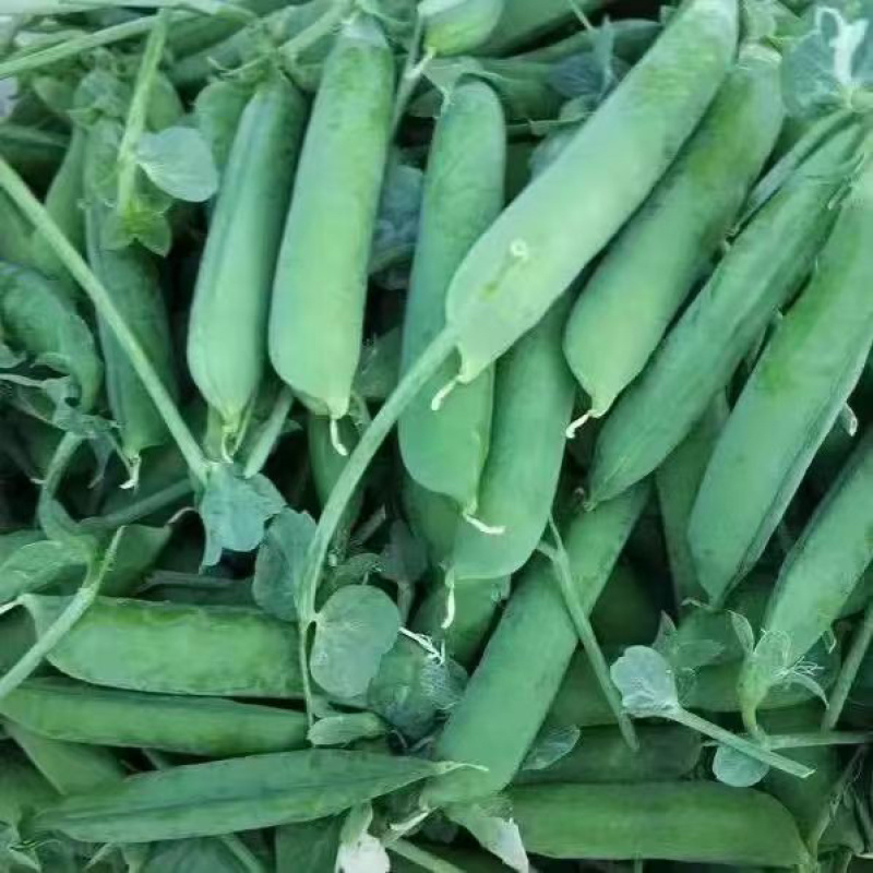 云南青豌豆甜豌豆长寿豌豆产地直供大量供应欢迎订购可提供