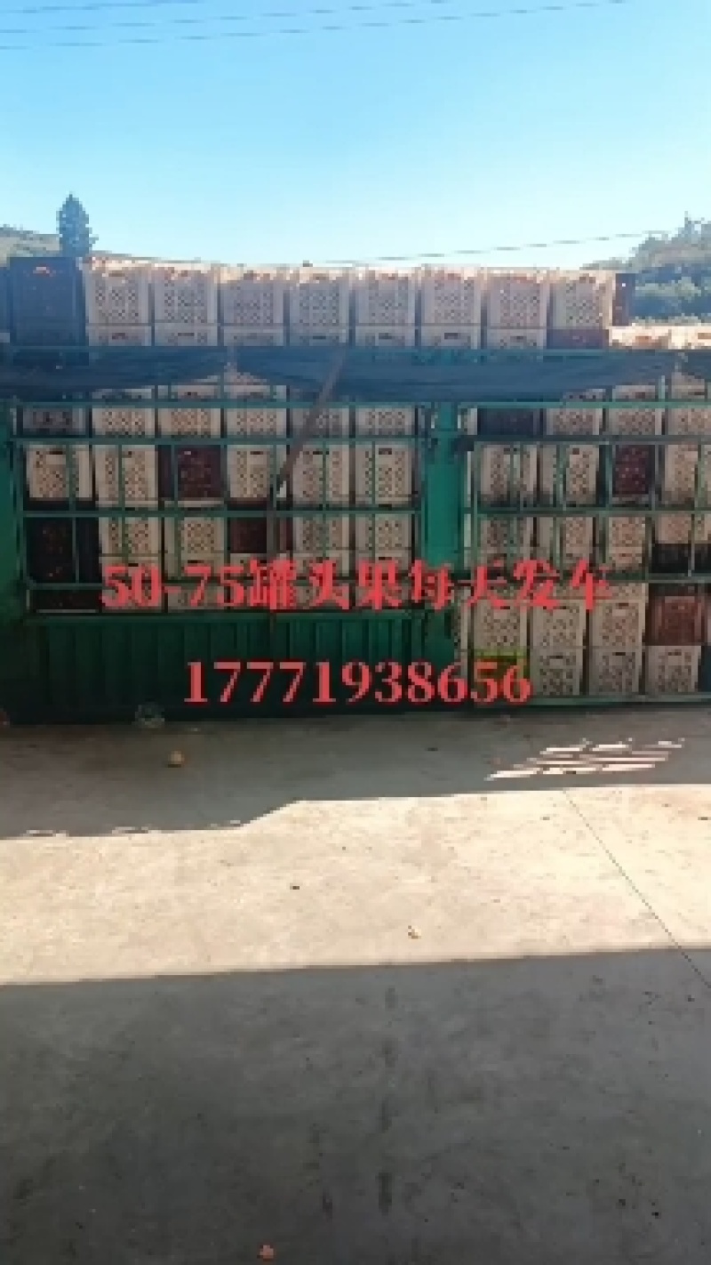 湖北丹江口柑橘代办