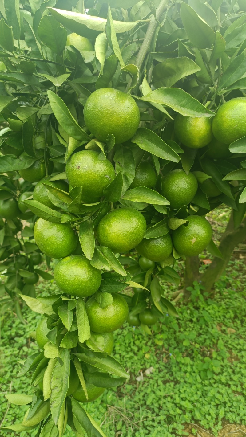 湖北丹江口柑橘代办