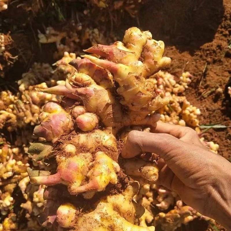 小黄姜生姜品质保证，诚信经营，一件代发基地直供欢迎订购