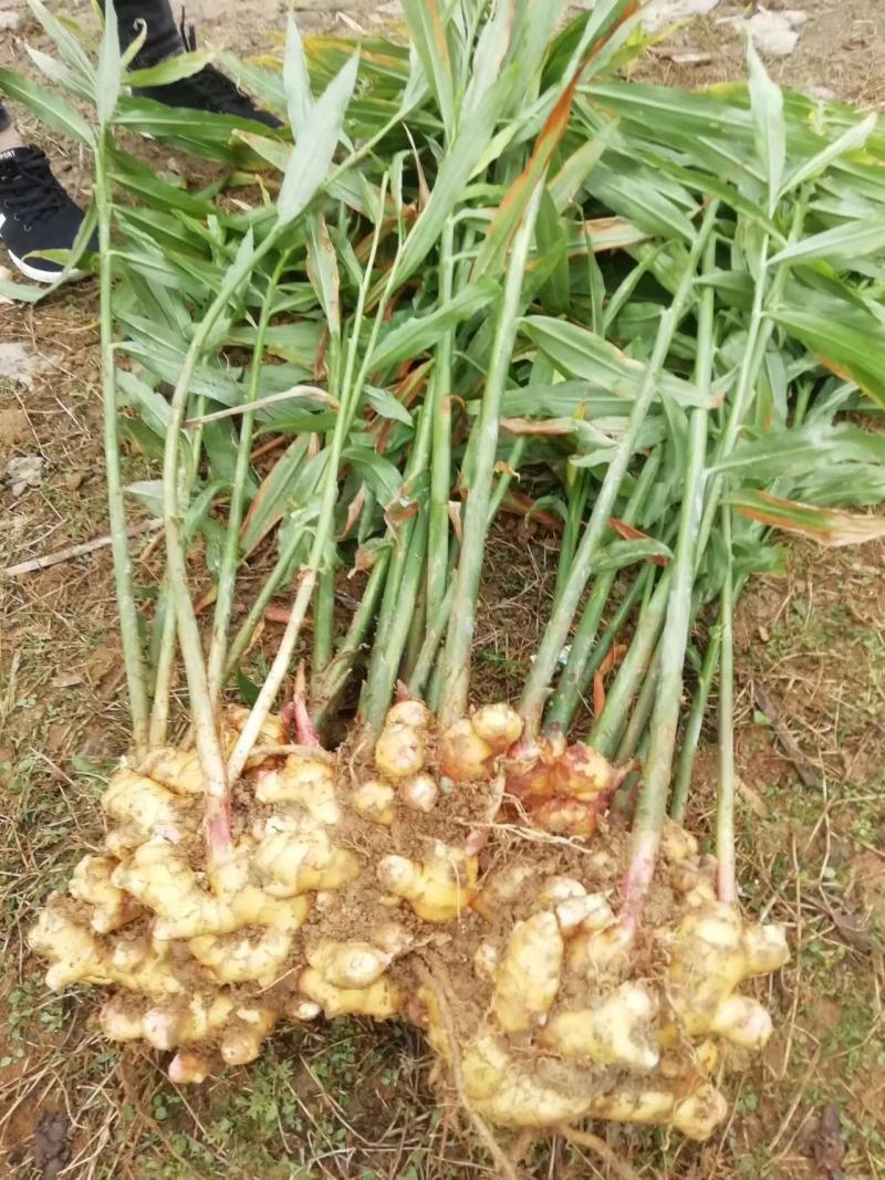 小黄姜生姜品质保证，诚信经营，一件代发基地直供欢迎订购