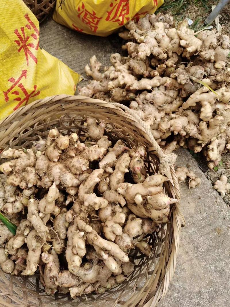 小黄姜生姜品质保证，诚信经营，一件代发基地直供欢迎订购
