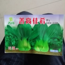 正品绿油亮杂交青梗菜种子，耐热耐雨青菜