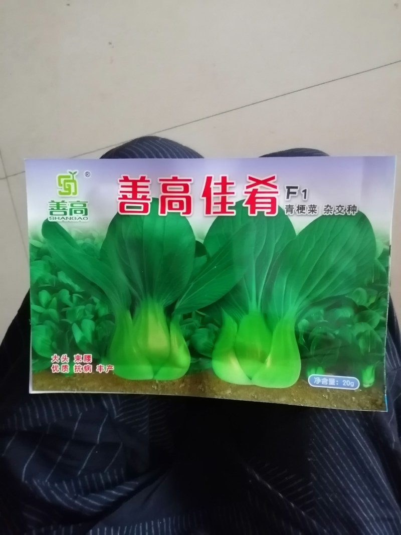 正品绿油亮杂交青梗菜种子，耐热耐雨青菜