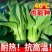 正品绿油亮杂交青梗菜种子，耐热耐雨青菜