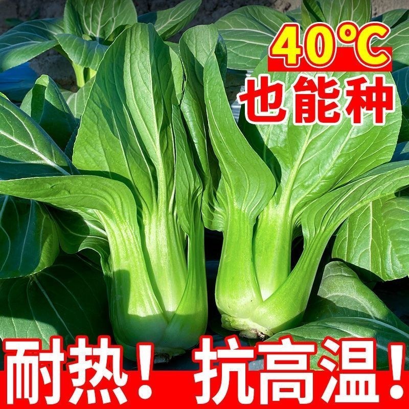 正品绿油亮杂交青梗菜种子，耐热耐雨青菜