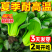 正品绿油亮杂交青梗菜种子，耐热耐雨青菜
